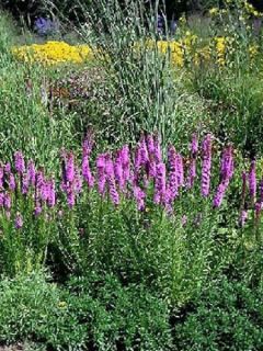 Liatride, Plume du Kansas