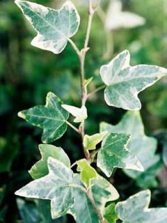 Lierre commun - Hedera helix Eva Lierre commun - Hedera helix Eva