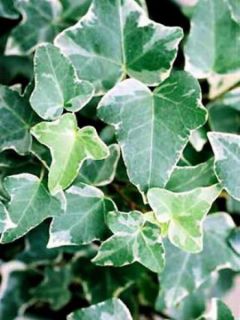 Lierre commun 'Glacier' Lierre commun 'Glacier'
