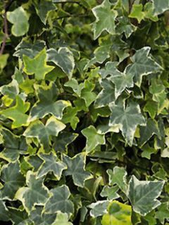 Lierre commun - Hedera helix Goldchild Lierre commun - Hedera helix Goldchild