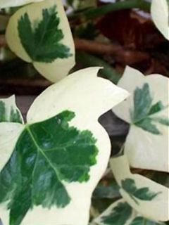 Lierre commun 'Marginata Elegantissima'