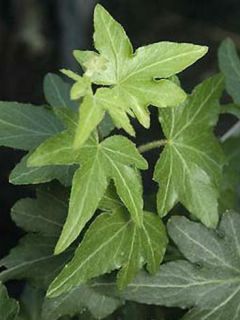 Lierre commun 'Pixie'