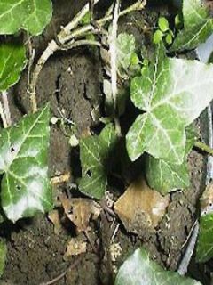 Lierre commun - Hedera helix