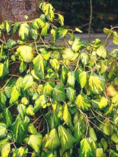 Lierre de Colchide 'Sulphur Heart'