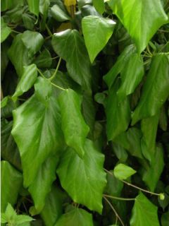 Lierre de Colchide - Hedera colchica