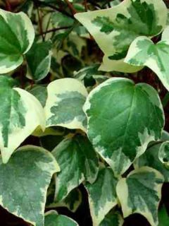 Lierre des Canaries 'Gloire de Marengo'