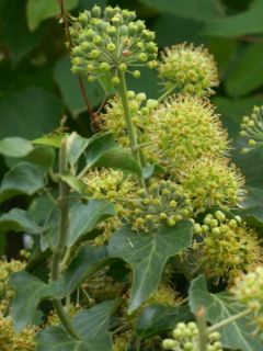Lierre d'Irlande - Hedera hibernica
