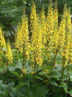 Ligularia hessei 'Lanternchern'