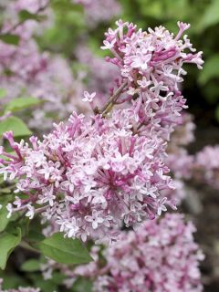 Lilas Bloomerang 'Bloomerang Pink Perfume' Lilas Bloomerang 'Bloomerang Pink Perfume'