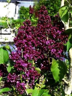 Lilas commun 'Andenken An Ludwig Späth' Lilas commun 'Andenken An Ludwig Späth'