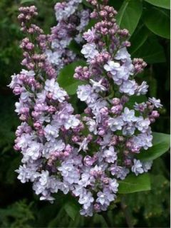 Lilas - Syringa vulgaris Michel Buchner Lilas - Syringa vulgaris Michel Buchner