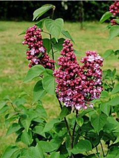 Lilas commun - Syringa vulgaris Paul Thirion Lilas commun - Syringa vulgaris Paul Thirion
