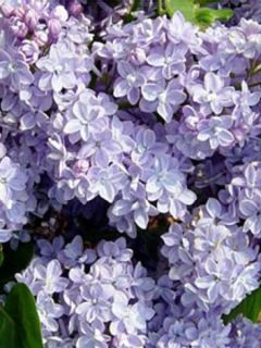 Lilas commun 'President Grevy' Lilas commun 'President Grevy'