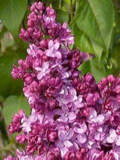 Lilas commun 'Prince Wolkonsky' Lilas commun 'Prince Wolkonsky'