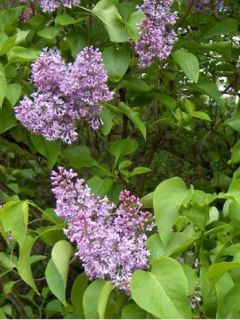 Lilas commun Lilas commun