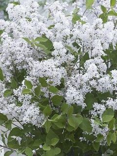Lilas de Chine 'Flowerfesta White' Lilas de Chine 'Flowerfesta White'