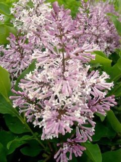 Lilas de Chine 'Miss Kim' Lilas de Chine 'Miss Kim'