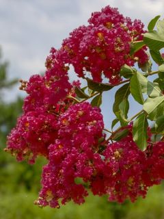 Lilas des Indes - Lagerstroemia indica Caroline Beauty