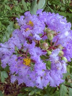 Lagerstroemia indica Cordon bleu - Lilas des Indes bleu lavande