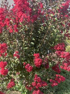 Lilas des Indes 'Dynamite'