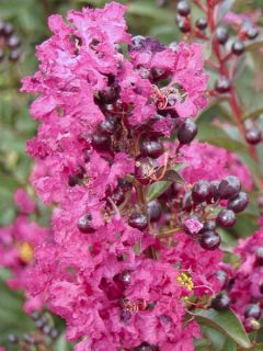 Lilas des Indes 'Enduring Pink'