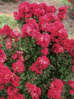 Lilas des Indes 'Enduring Red'