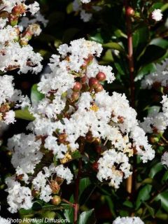 Lagerstroemia Neige d'Eté - Lilas des Indes