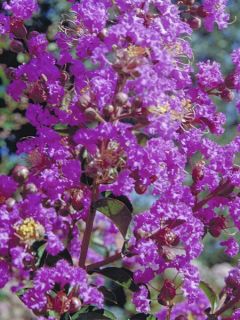 Lilas des Indes 'Pecharmant'
