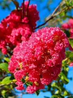 Lagerstroemia indica Rose Indien - Lilas des Indes