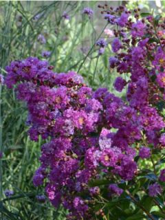 lagerstroemia indica Violet d'Eté indyvio - Lilas des Indes violine