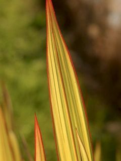Lin de Nouvelle-Zélande 'Apricot Queen'