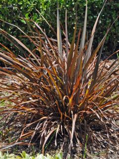 Lin de Nouvelle-Zélande 'Jack Spratt'