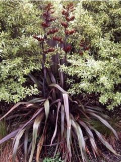 Lin de Nouvelle-Zélande 'Purpureum'