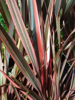 Phormium Rainbow Queen - Lin de Nouvelle-Zélande
