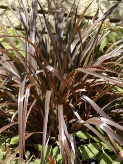 Lin de Nouvelle-Zélande 'Special Red'