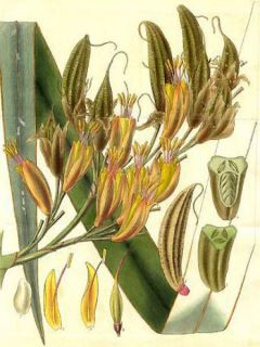 Lin de Nouvelle-Zélande