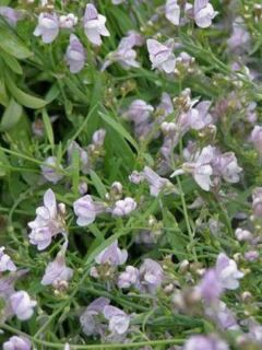 Linaria anticaria Antique Silver - Linaire