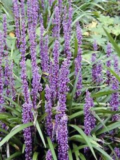 Liriope muscari Ingwersen