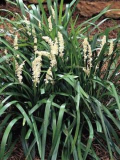 Liriope muscari Monroe White 