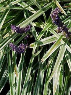 Liriope muscari Variegata
