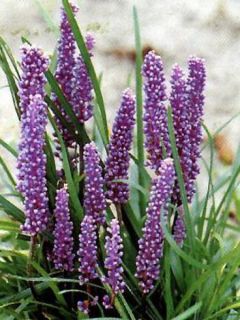 Liriope muscari 