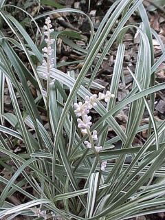 Liriope 'Silver Dragon'