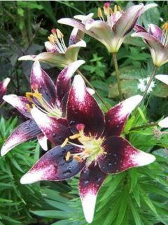 Lis asiatique - Lilium Netty's pride