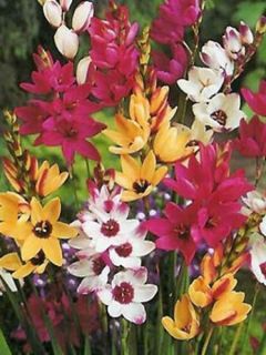 Ixia hybride en mélange - Lis des blés variés.