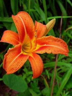 Lis d'un jour, Hémérocalle fulva