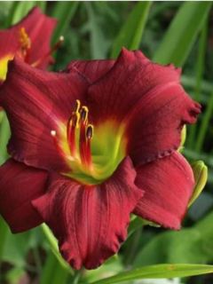 Lis d'un jour, Hémérocalle 'Pardon Me'