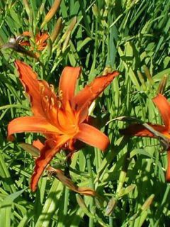 Lis d'un jour, Hémérocalle 'Sammy Russel'