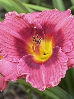 Hémérocalle Siloam Jim Cooper Hémérocalle Siloam Jim Cooper