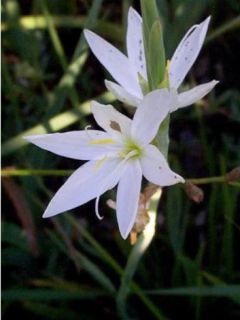 Schizostylis coccinea Alba, Lis des Cafres