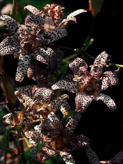 Lis des crapauds hirta